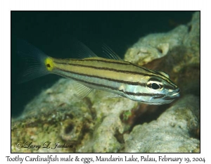 Toothy Cardinalfish, male with eggs