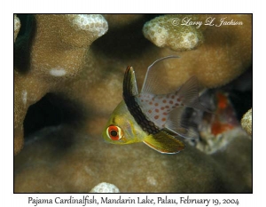 Pajama Cardinalfish