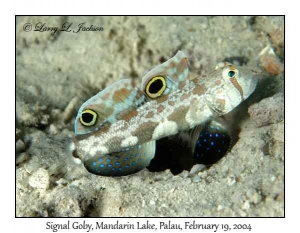 Signal Goby