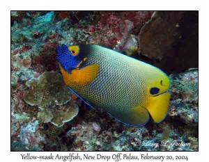 Yellow-mask Angelfish