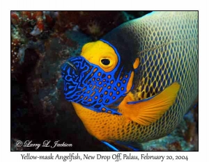 Yellow-mask Angelfish