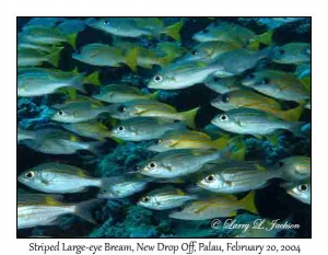 Striped Large-eye Bream