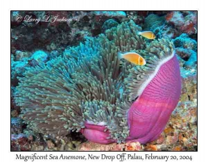 Magnificent Sea Anemone & Pink Anemonefish