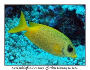 Coral Rabbitfish