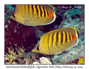 Spot-banded Butterflyfish