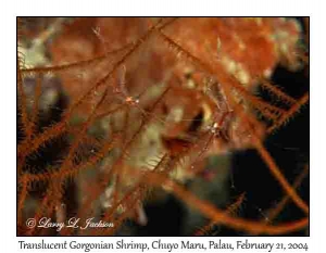 Translucent Gorgonian Shrimp