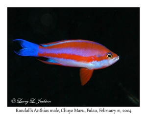 Randall's Anthias male