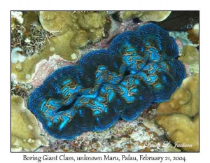 Boring Giant Clam