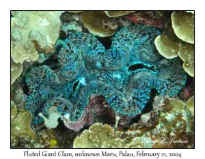 Fluted Giant Clam