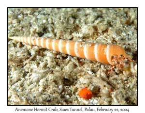 Anemone Hermit Crab