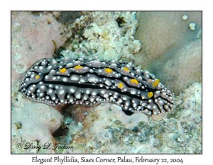 Elegant Phyllidia