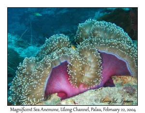 Magnificent Sea Anemone & Pink Anemonefish