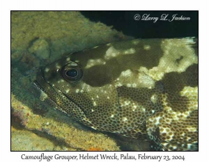 Camouflage Grouper