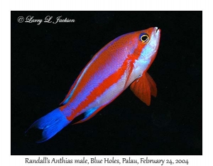 Randall's Anthias male