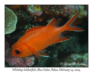 Whitetip Soldierfish