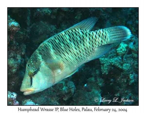 Humphead Wrasse, intermediate phase