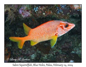 Sabre Squirrelfish