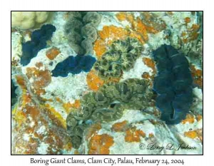 Boring Giant Clams