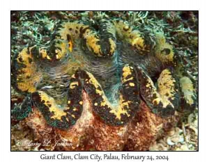 Giant Clam