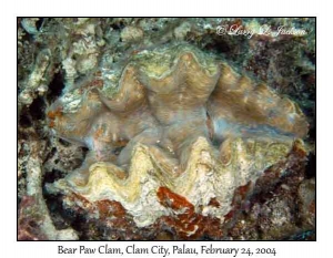 Bear Paw Clam