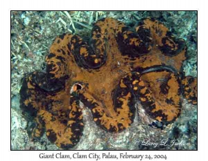 Giant Clam