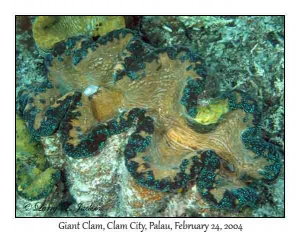 Giant Clam