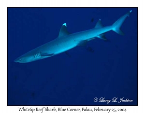 Whitetip Reef Shark