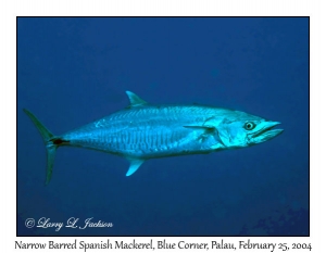 Narrow Barred Spanish Mackerel