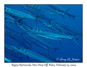 Bigeye Barracuda