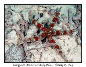 Bumpy Sea Star