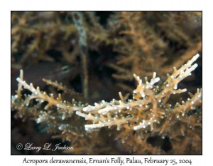 Acropora derawanensis