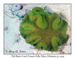 Flat Brain Coral