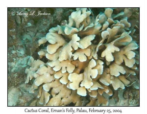 Cactus Coral