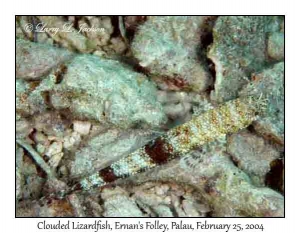 Clouded Lizardfish