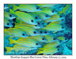 Bluestripe Snappers