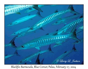 Blackfin Barracuda