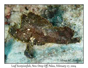 Leaf Scorpionfish