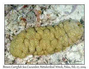 Brown Curryfish Sea Cucumber