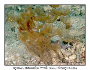 Bryozoan