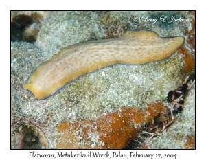 Flatworm