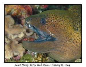 Giant Moray