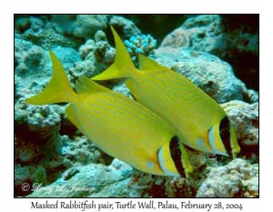 Masked Rabbitfish pair