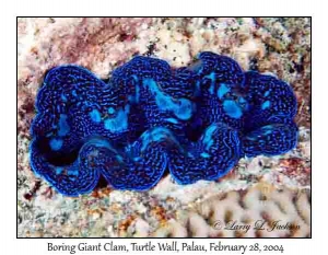 Boring Giant Clam