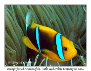 Clark's Anemonefish in Leathery Sea Anemone