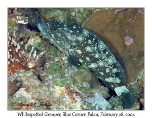 Whitespotted Grouper