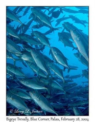 Bigeye Trevally