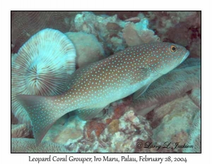 Leopard Coral Grouper