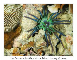 Sea Anemone