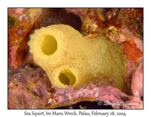 Sea Squirt