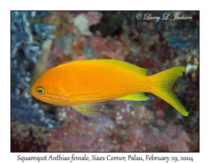 Squarespot Anthias female